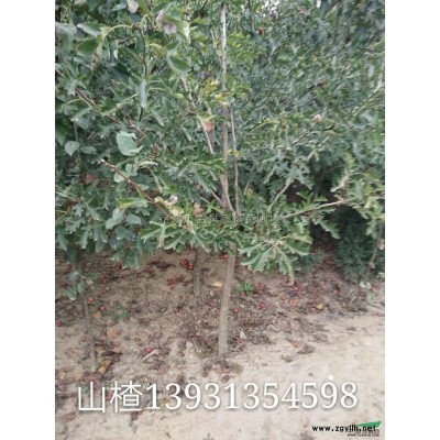 賣；天目瓊花，棣棠，黃刺玫，珍珠梅，連翹，接骨木