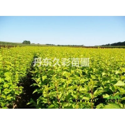 連翹哪個產地好/去哪里能買到既便宜質量又好的樹苗