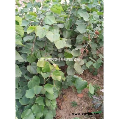 叢生花石榴，河南東潤供應