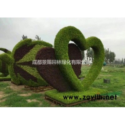 金葉連翹、花葉連翹、金葉假連翹基地出售10杯、16杯