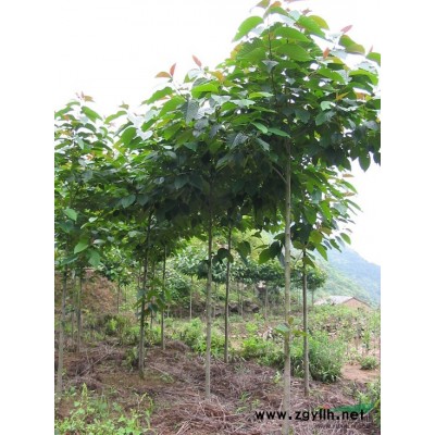 供應棣棠、連翹、繡線菊