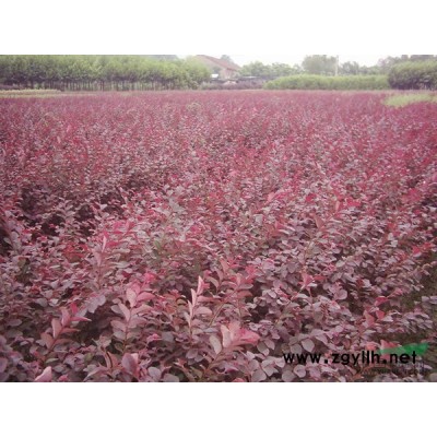 連翹、側柏、圓柏球、海桐等供應