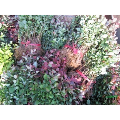 供應(yīng)黃櫨樹3-12公分，紅櫨樹，樹形優(yōu)美，規(guī)格*