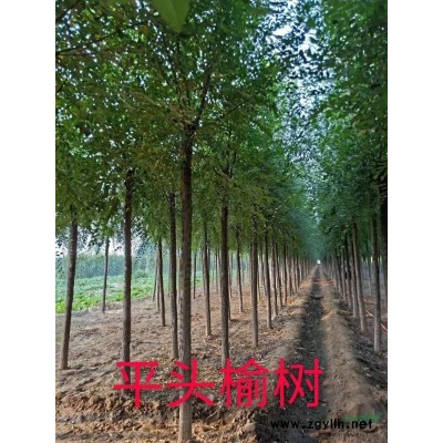 黃櫨 河北黃櫨 黃櫨圖片 黃櫨小苗 黃櫨基地