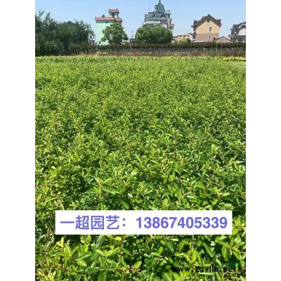 金絲梅 精品金絲梅小苗，金絲梅價格