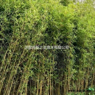 金絲梅直銷--價格低成活率高