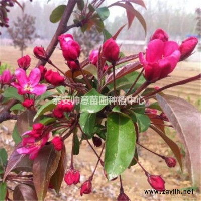 5公分黃櫨 苗木集散地 帥意苗圃 采購量大優(yōu)惠