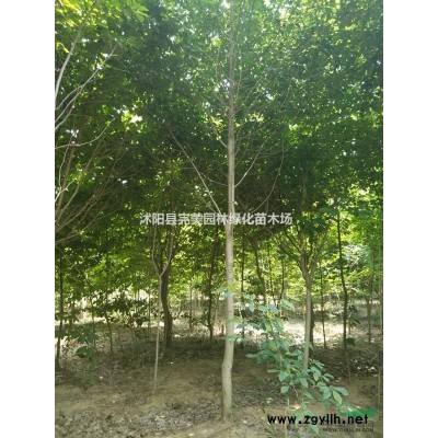 供應(yīng)臘梅_叢生臘梅_獨(dú)桿臘梅苗木