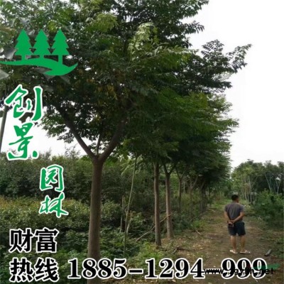 優(yōu)質(zhì)六月雪基地直銷--六月雪1~2年生小苗--沭陽原產(chǎn)地貨源