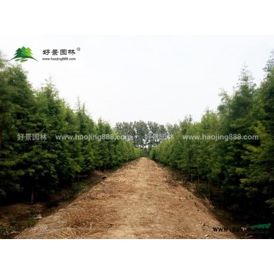 臘梅價(jià)格_臘梅圖片_臘梅產(chǎn)地_臘梅綠化苗木苗圃基地