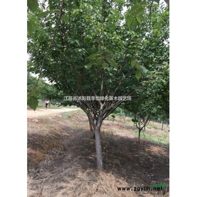 供應臘梅叢生臘梅1米以上高多分支臘梅