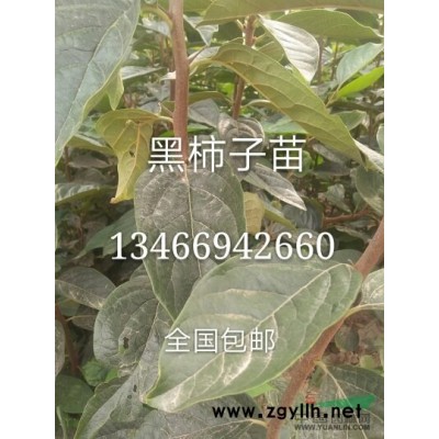 山西主產連翹苗基地哪里有=山西1米連翹苗價格