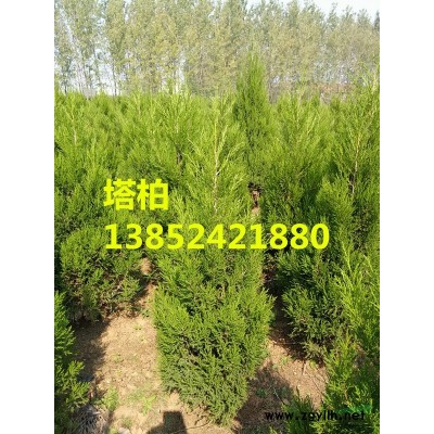 江蘇連翹價格，江蘇連翹小苗價格，東北連翹價格，數(shù)量大