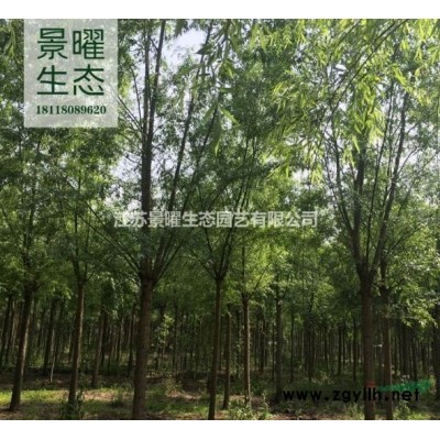 臘梅的產(chǎn)地在哪里/哪里便宜/江蘇景曜生態(tài)基地直銷批發(fā)價格圖片