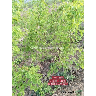 連翹苗種植前景 1年連翹苗種植成本低 2年連翹苗種植結果早