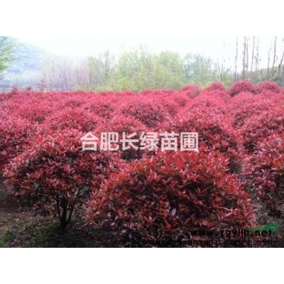 安徽合肥哪里有素心臘梅出售？肥西叢生臘梅種植基地批發(fā)