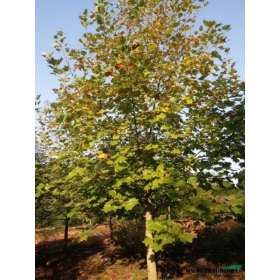 浙江精品無患子 湖州無患子基地批發(fā)/供應