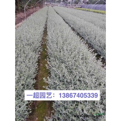 紅瑞木，精品紅瑞木小苗，紅瑞木球，紅瑞木小毛球