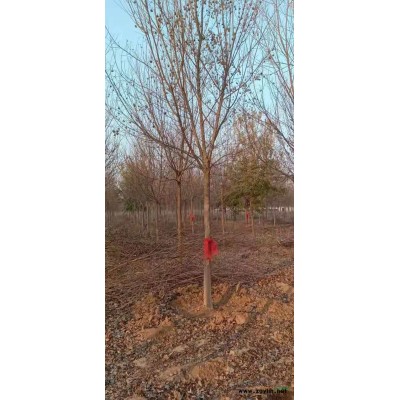 國槐、青桐、欒樹、合歡、白蠟、檜柏、月季、紅瑞木、連翹等400多個品種