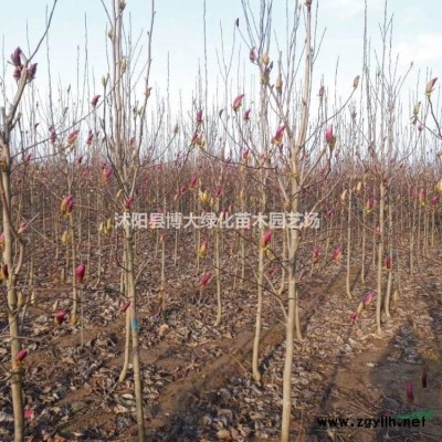 江蘇連翹價格80公分連翹價格-1米高連翹價格2-3分枝連翹價