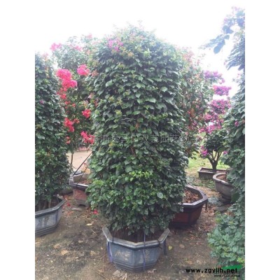 金邊假連翹球供應/金邊假連翹球圖片