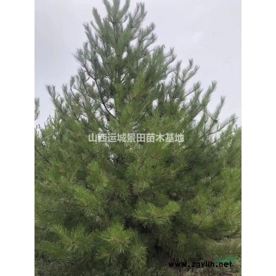連翹苗·各地區連翹報價·山西藥用連翹苗價格詳情