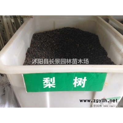 供應(yīng)60--150公分紅瑞木