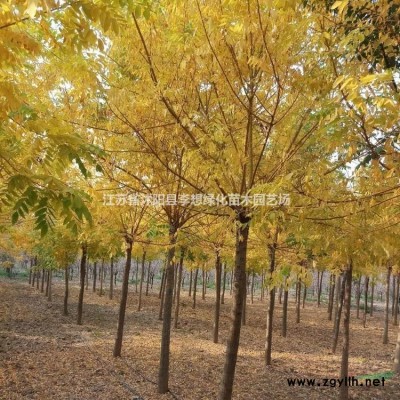 供應(yīng)薔薇、迎春、連翹、紅葉石楠、灑金柏、劍麻