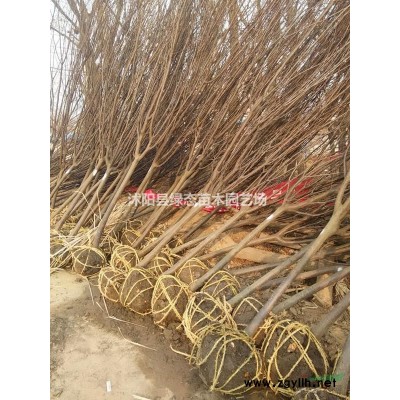 批發(fā)50公分紅瑞木價格優(yōu)惠，規(guī)格全