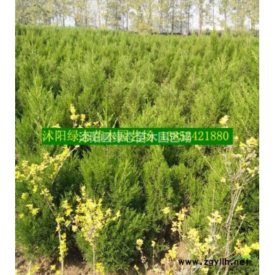 江蘇紅瑞木小苗價格，江蘇批發(fā)優(yōu)質(zhì)紅瑞木小苗價格