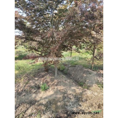 茶梅產地 茶梅樹價格 茶梅球圖片茶梅小苗多少錢一株