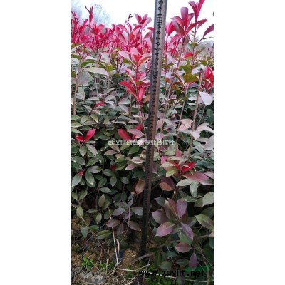 湖北武漢基地直供茶梅 可供湖南 河南 江西 四川 安徽