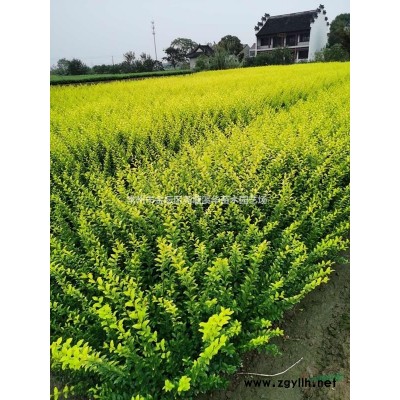 常州夏溪苗圃基地精品球類【結(jié)香球】【茶梅球】【無刺構(gòu)骨球】