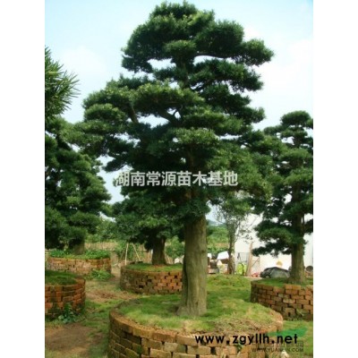 湖南茶梅小苗，湖南茶梅球，湖南茶梅批發(fā)，湖南茶梅價格