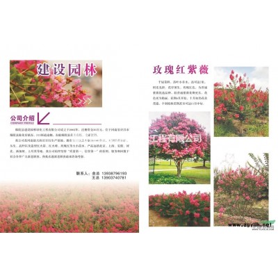 叢生花石榴的價(jià)格，叢生花石榴的規(guī)格大小