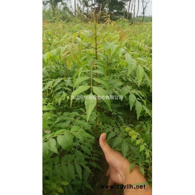江西連翹種子信息