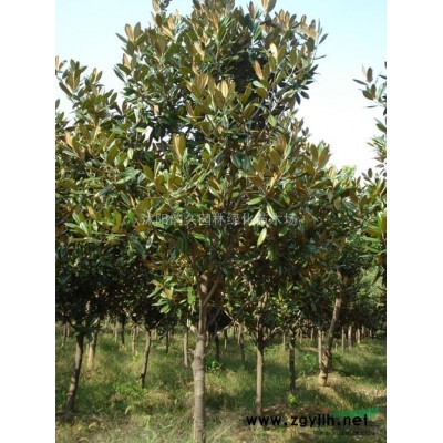 龍爪槐、紫葉桃、紅楓、、連翹、側柏