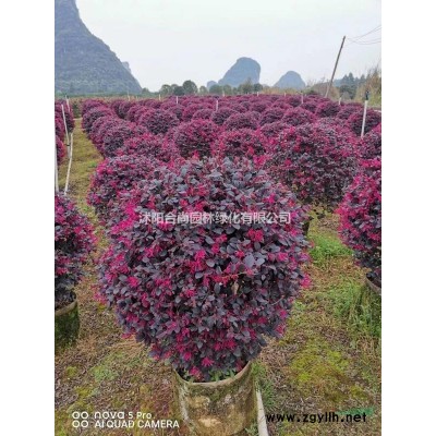 沭陽臘梅基地 銷售臘梅小苗 嫁接臘梅 叢生臘梅圖片價格表