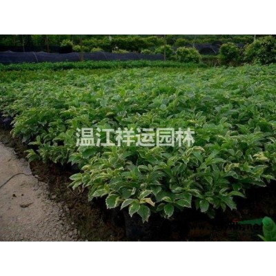 出售紅花六月雪