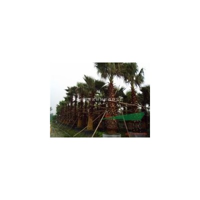四川乾景園林供應臘梅冠幅1.5-2米
