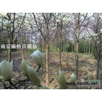 臘梅產(chǎn)地 梅花價(jià)格信息