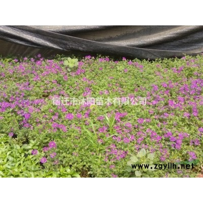 旱傘草價(jià)格_旱傘草圖片_旱傘草產(chǎn)地綠化苗木苗圃基地