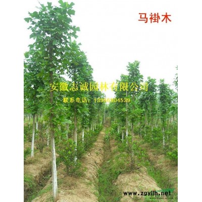 紅葉李3-20公分紅葉李，紅葉李價(jià)格，紫葉李，低分枝紅葉李