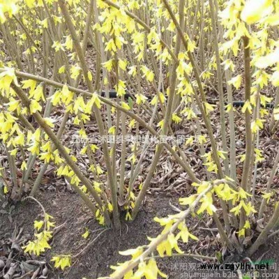 供應大葉黃楊 大葉黃楊球冠幅20公分1.3元