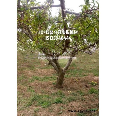 紅梅花哪里有賣的？基地紅梅8公分，10公分紅梅價格多少錢