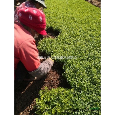 木槿,榆葉梅.紅瑞木.迎春.連翹.豐花月季.爬山虎、五葉地錦