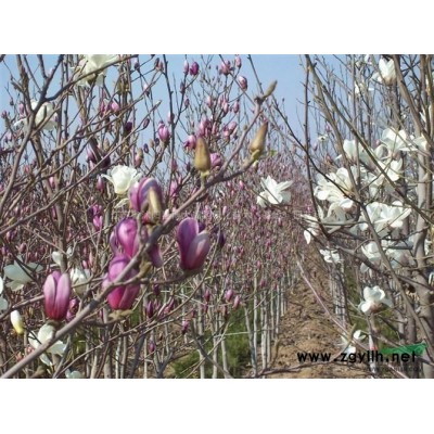 連翹價格 連翹苗產(chǎn)地 連翹苗圖片 銷售連翹工程苗