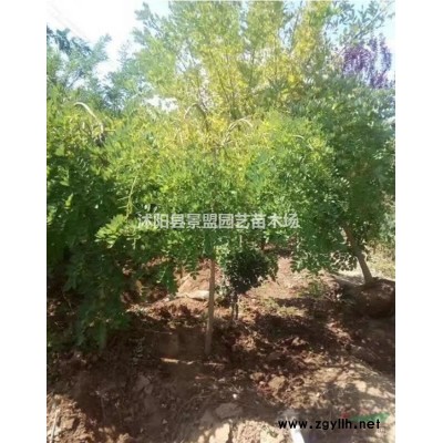 紅瑞木種子批發去哪里？紅瑞木種子播種前需要處理嗎？