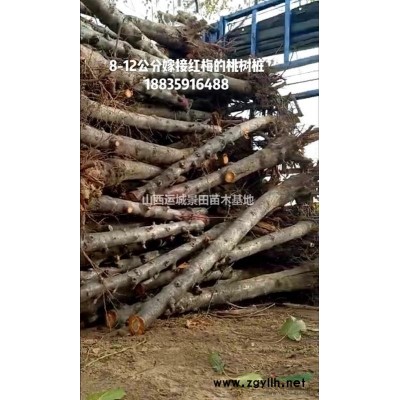 哪里有連翹苗？連翹苗哪些地區種植的多？山西連翹基地詳情