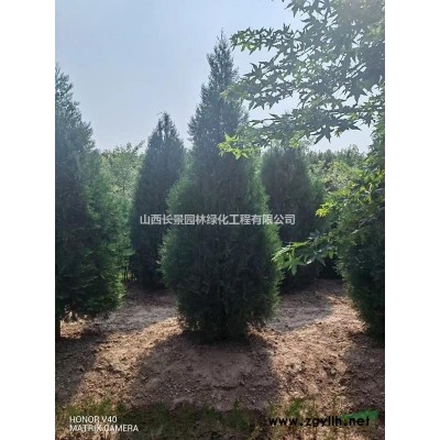 供應連翹球高度150公分冠幅200公分連翹球圖片價格產地用途